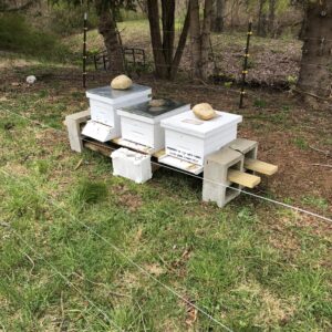 Bee Hives