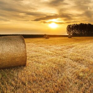 hay, field, agriculture